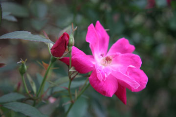 Rosa Chinensis